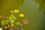 Identifying Types of Algae in Your Pond + Characteristics