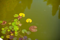 Identifying Types of Algae in Your Pond + Characteristics